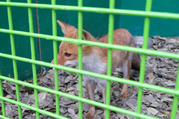 tokyowaildlife-021.jpg