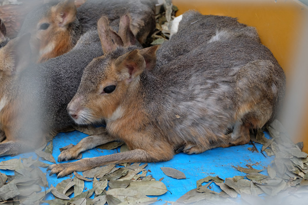 tokyowaildlife-045.jpg